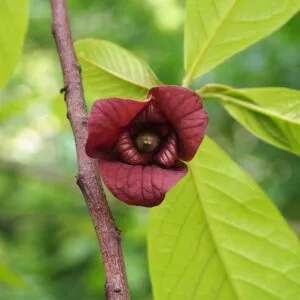 Paw-Paw / Mangue du nord