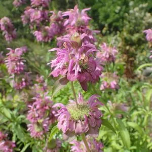 Monarde citronnée