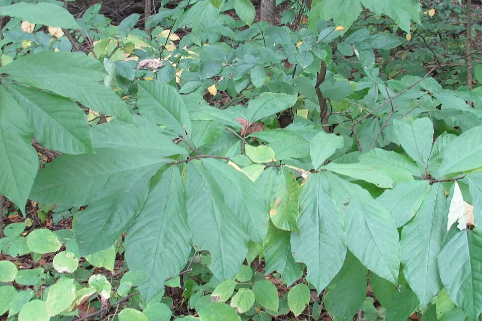 Paw-Paw / Mangue du nord – Image 2